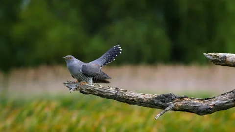 Common cuckoo being attacked by sedge warbler, birds fighting Stock Footage 231168578