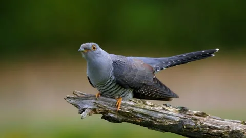 Common cuckoo being attacked by sedge warbler, birds fighting Stock Footage 231168685