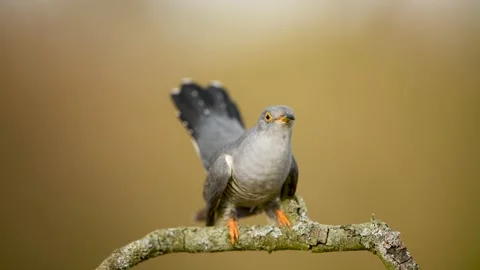 Common cuckoo bird on the branch Stock Footage 149196181