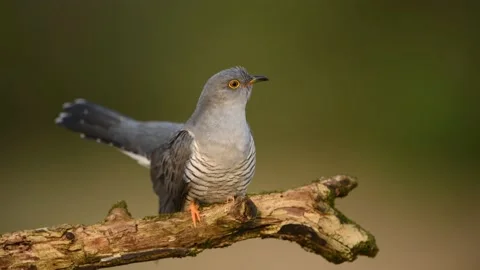 Common cuckoo bird on the branch Stock Footage 150273698