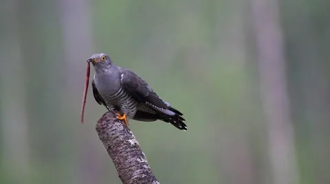 Common Cuckoo bird caught a huge worm Stock Footage 63478224