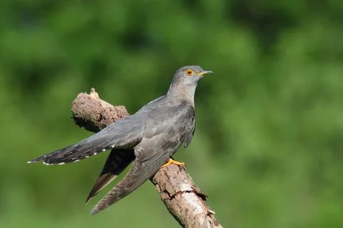 Common cuckoo bird Cuculus canorus Stock Photos