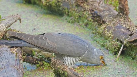 Common cuckoo bird Cuculus canorus Stock Photos