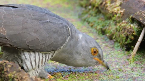 Common cuckoo. Bird is drinking water. Cuculus canorus. Vidéo 91732500