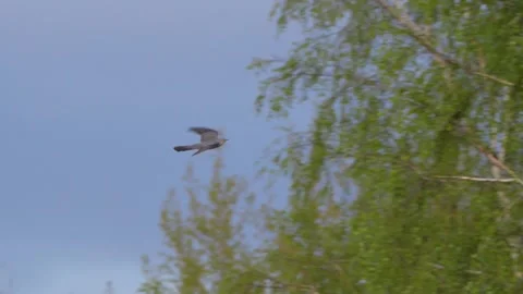 Common cuckoo. Bird in flight in slow motion. Cuculus canorus. Video stock 89096694