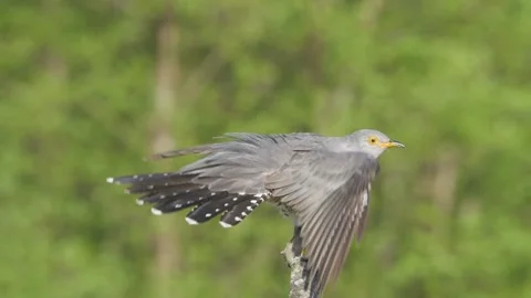 Common cuckoo. Bird in flight in slow motion. Cuculus canorus. Video stock 89273437