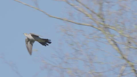 Common cuckoo bird in flight in slow motion, bird flying in sky Cuculus canorus Video stock 274355750