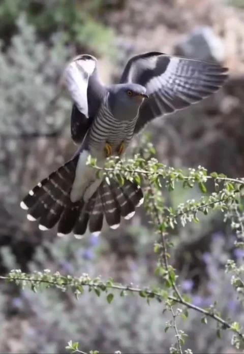 Common cuckoo bird in flight with spread wings Stock Footage 335248261