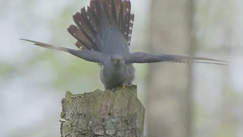 Common cuckoo bird in spring forest in slow motion, Cuculus canorus Video stock 275092678