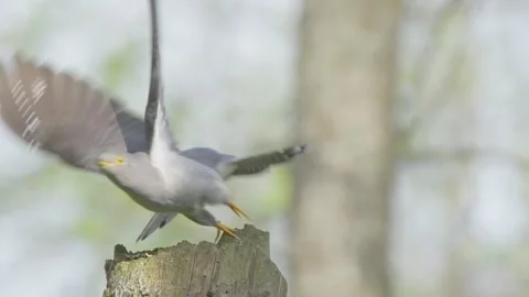 Common cuckoo bird take off and fly away in slow motion, Cuculus canorus Video stock 275092561