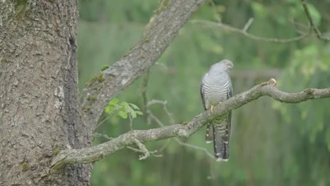 Common cuckoo bird on tree in spring forest Stockbeeldmateriaal 344267803
