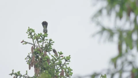 Common cuckoo calling, bird sound and call Stockbeeldmateriaal 344268056