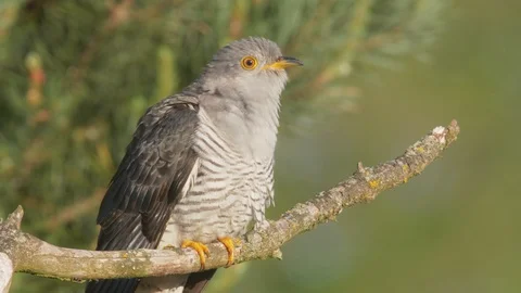 Common cuckoo. Close-up of the bird in spring. Adult male. Cuculus canorus. Video stock 109359724