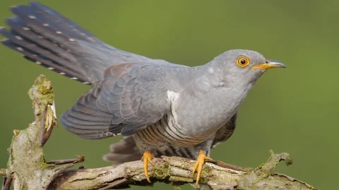 Common cuckoo. Close-up of the male. Cuculus canorus. Stock Footage 89191730