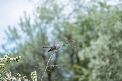 The common cuckoo close up Stock Photos
