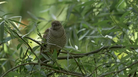 Common Cuckoo Cuculus canorus 13 25P youngster waiting for foster parents Video stock 171570806