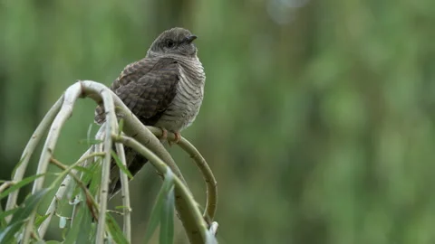 Common Cuckoo Cuculus canorus 14 25P fledgeling calling for food Stock-Footage 171570872