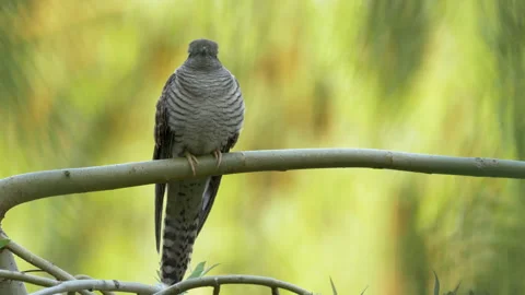 Common Cuckoo Cuculus canorus 17 25P youngster waiting for food Video stock 171570523