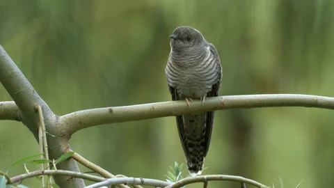 Common Cuckoo Cuculus canorus 19 25P youngster fledged nest Video stock 171571189