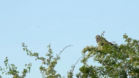 Common Cuckoo Cuculus canorus 2 25p male calling from hawthorn bush Stock Footage 171599520