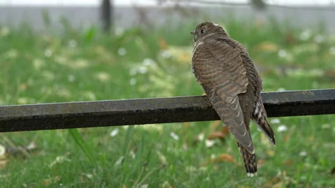 Common Cuckoo Cuculus canorus 20  25P youngster waits for food Stock-Footage 171570777