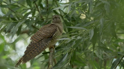 Common Cuckoo Cuculus canorus 3 25P juvinile calling for food Stock Footage 171569777