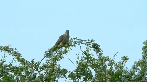Common Cuckoo Cuculus canorus 4s 25p male calling from hawthorn bush Stock Footage 171599475