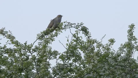 Common Cuckoo Cuculus canorus 4S Male answering cuckoo call Stock Footage 171599835