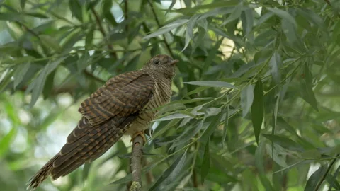 Common Cuckoo Cuculus canorus 5 25P fledgeling begging for food Video stock 171569703