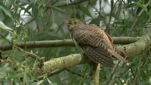 Common Cuckoo Cuculus canorus 6  25P being fed by foster parent Stock Footage 171569870