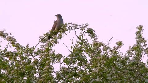 Common Cuckoo Cuculus canorus 6 50p male calling from hawthorn bush Stock Footage 171599868