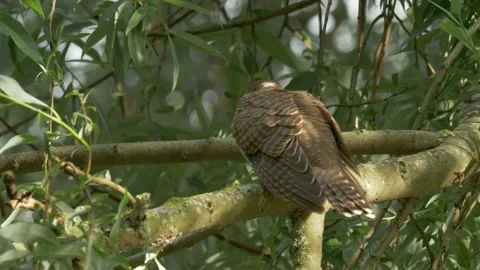 Common Cuckoo Cuculus canorus 7 25P youngster fed by foster parent Video stock 171569866