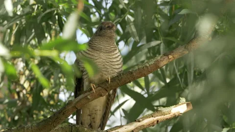 Common Cuckoo Cuculus canorus 9  25P Youngster calls for food Stock Footage 171570309