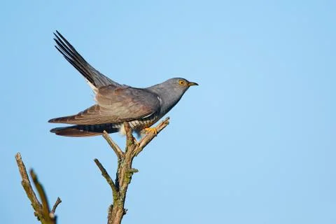 Common cuckoo (Cuculus canorus) A bird that parasitizes the nests of other bi Stock Photos