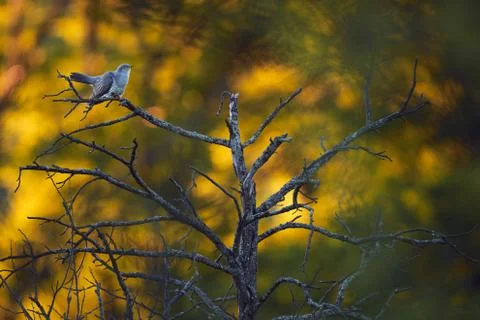 Common cuckoo (Cuculus canorus) A bird that parasitizes the nests of other bi Stock Photos