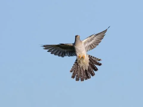 Common cuckoo, Cuculus canorus. A bird flies against a blue sky Stock Photos
