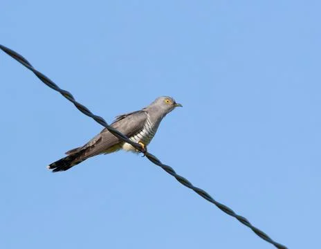 Common cuckoo, Cuculus canorus. A bird perched on an electric cable against.. Stock Photos