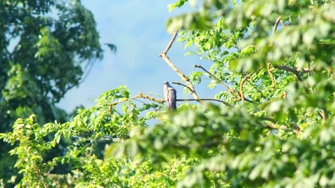 Common Cuckoo (Cuculus canorus) Calling from Dry Tree Branch at Summer Sunr.. Stock Footage 327266282