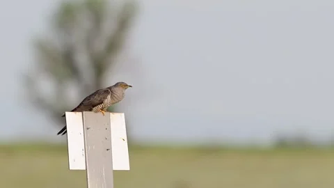 Common cuckoo (Cuculus canorus) calling in wild habitat Stock Footage 335791028