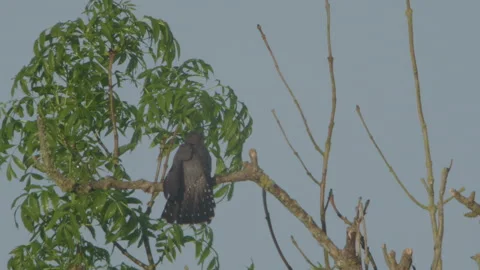 Common Cuckoo (Cuculus Canorus) Female Perched In Tree Stock Footage 334866095