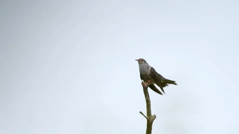 Common cuckoo Cuculus canorus in flight Video stock 240040944