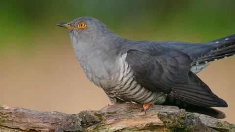 Common cuckoo (Cuculus canorus) in flight, bird flying Stock-Footage 255732253