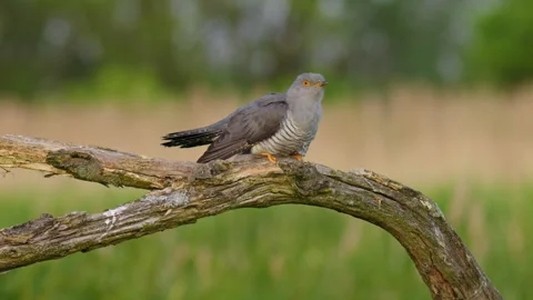 Common cuckoo (Cuculus canorus) in flight, bird flying 動画素材 255732591