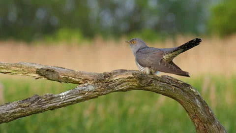 Common cuckoo (Cuculus canorus) in flight, bird flying Stock-Footage 255732699