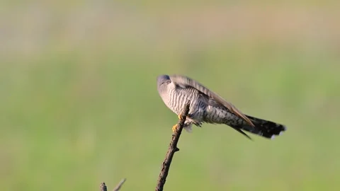 Common Cuckoo (Cuculus canorus) Flying Off from Branch on Green Background Stock Footage 335791132