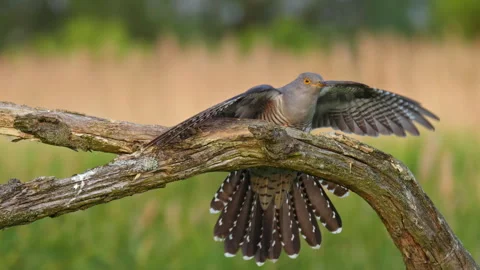 Common cuckoo (Cuculus canorus) hunting, bird in flight Stock Footage 255732944