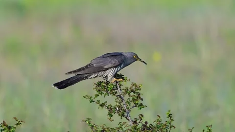 Common cuckoo (Cuculus canorus) landing on bush with caterpillar in beak Видео 335791077