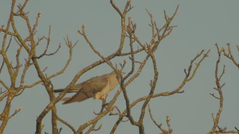 Common Cuckoo (Cuculus Canorus) Male Calling From Treetop Stock Footage 333123955