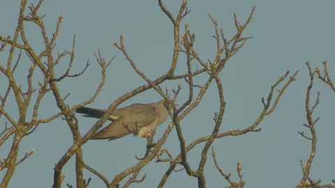 Common Cuckoo (Cuculus Canorus) Male Calling Stock Footage 333124170