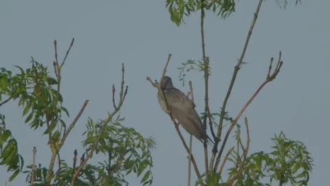 Common Cuckoo (Cuculus Canorus) Male Calling Stock Footage 334865805